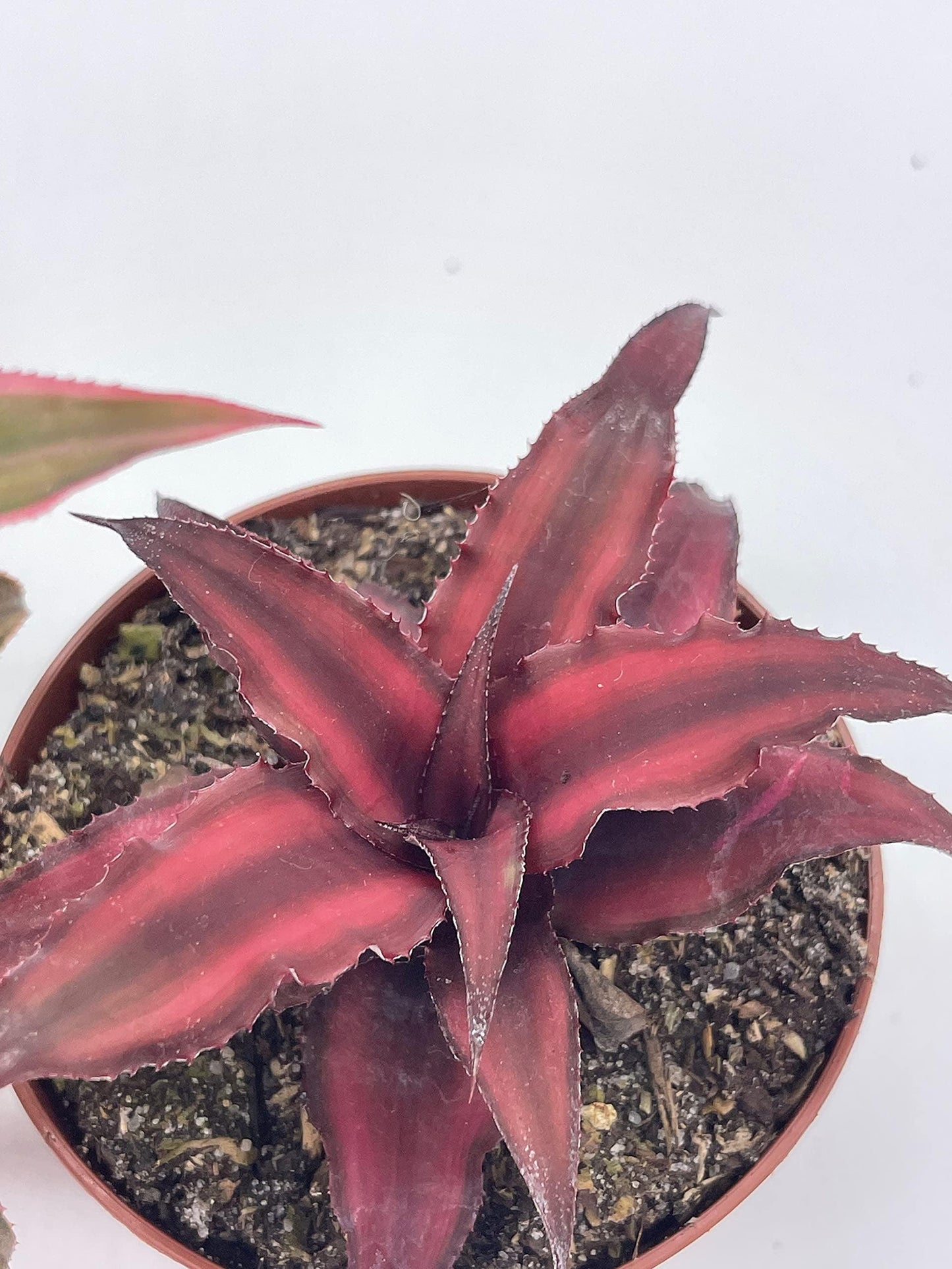 Bromeliad, Cryptanthus, Assorted - View 7 from www redcrocus com
