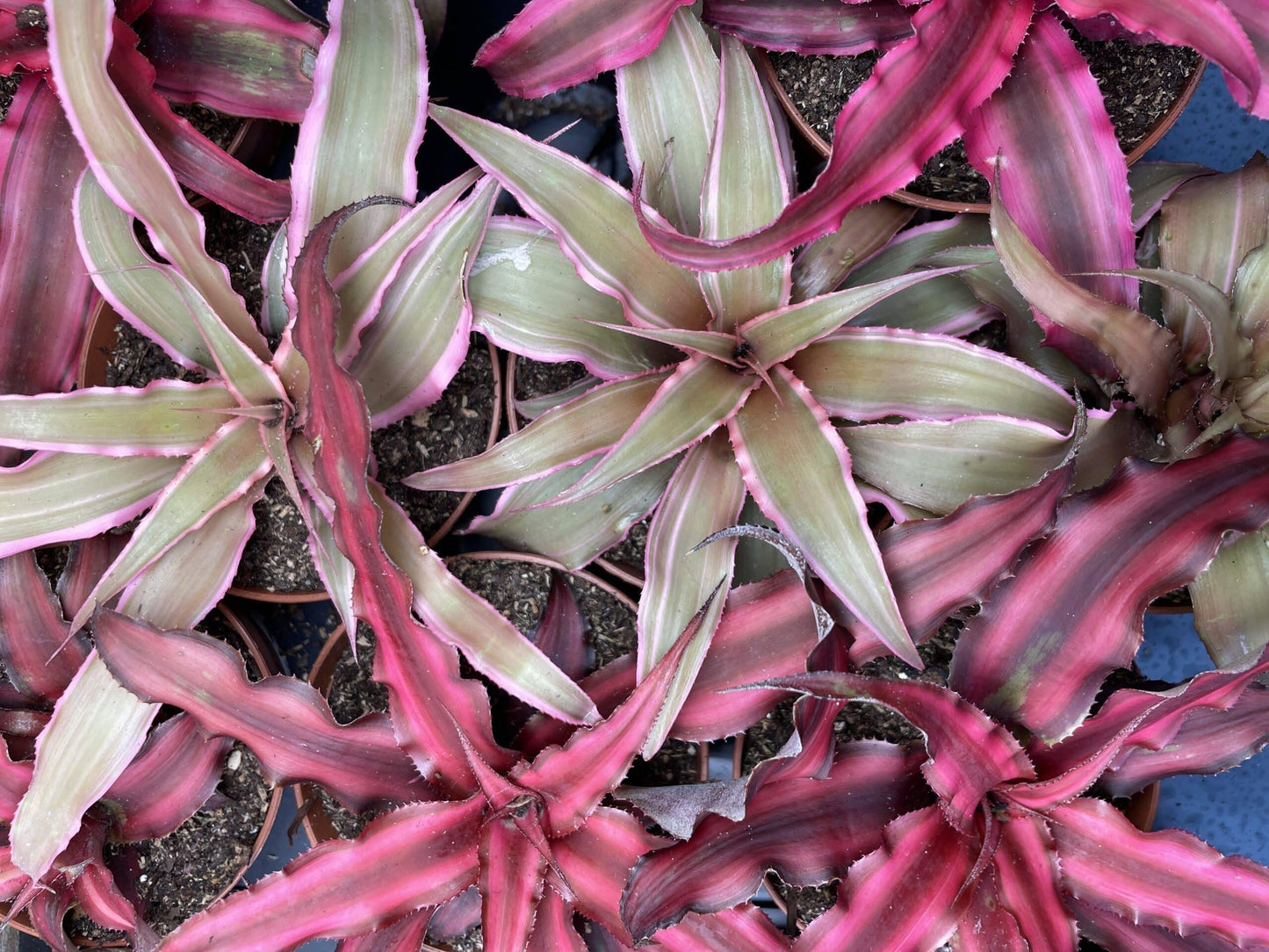 Bromeliad, Cryptanthus, Assorted - View 8 from www redcrocus com