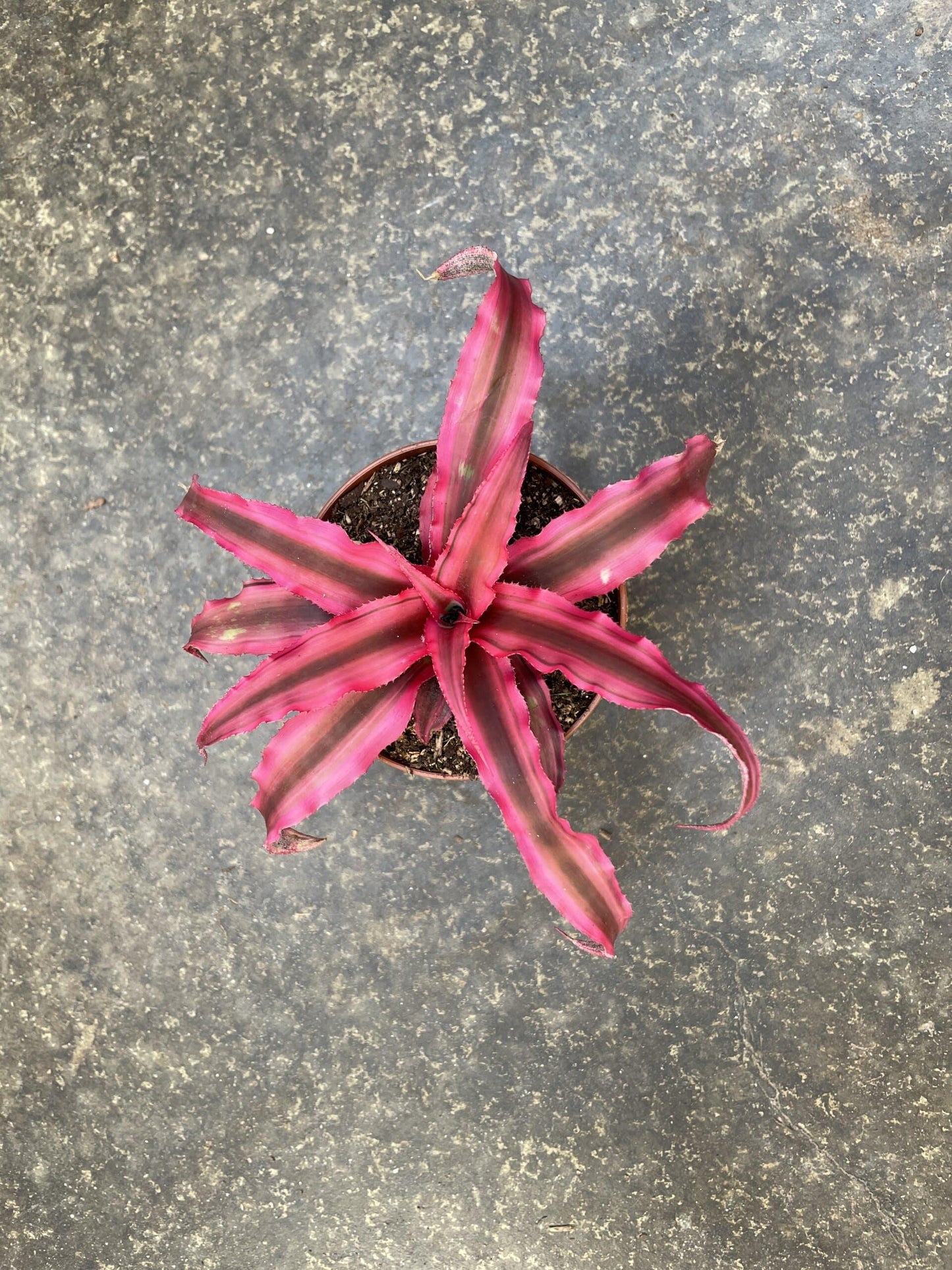 Bromeliad, Cryptanthus, Assorted - View 9 from www redcrocus com