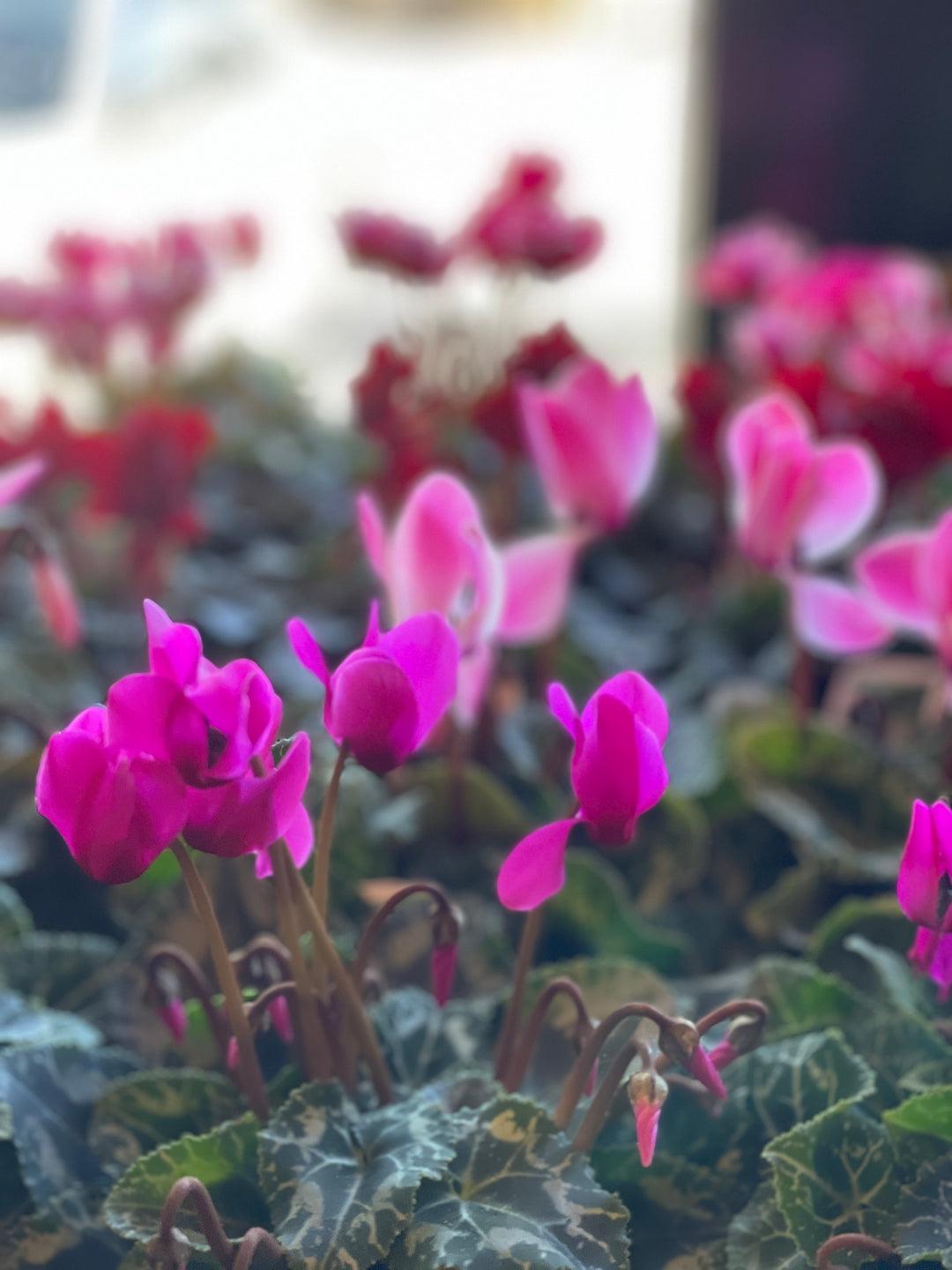 Cyclamen, Assorted - View 13 from www redcrocus com