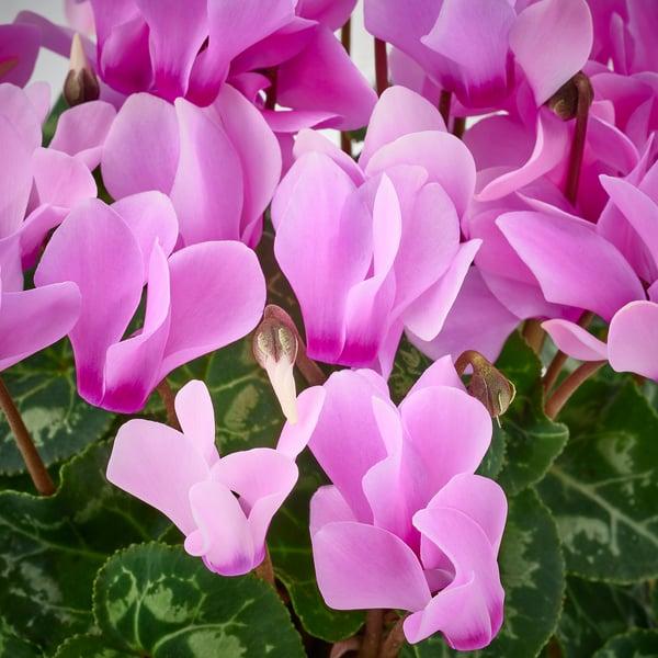 Cyclamen, Assorted - View 17 from www redcrocus com