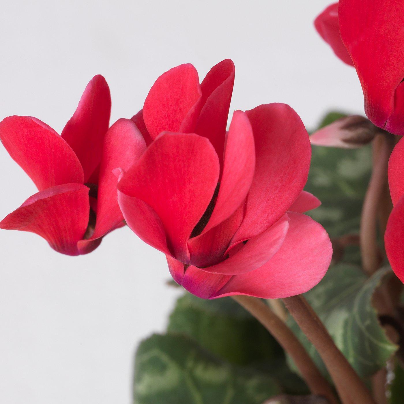 Cyclamen, Assorted - View 23 from www redcrocus com