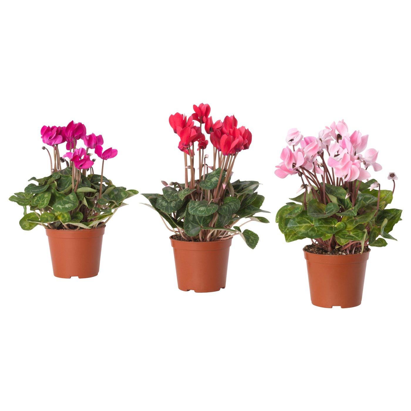 Cyclamen, Assorted - View 27 from www redcrocus com