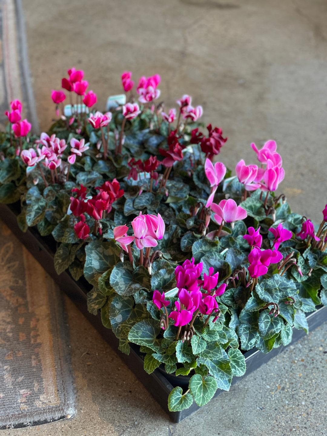 Cyclamen, Assorted - View 6 from www redcrocus com