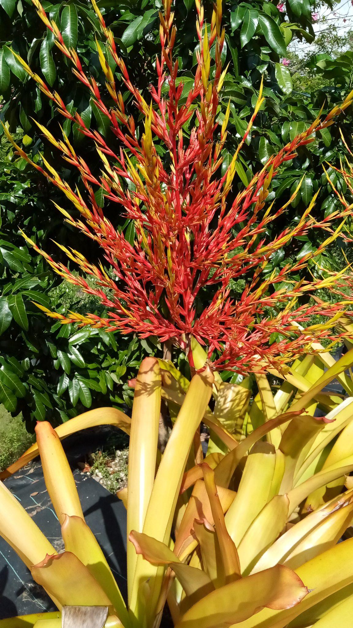 Bromeliad Extra Large Bare Root Assorted - View 10 from www redcrocus com
