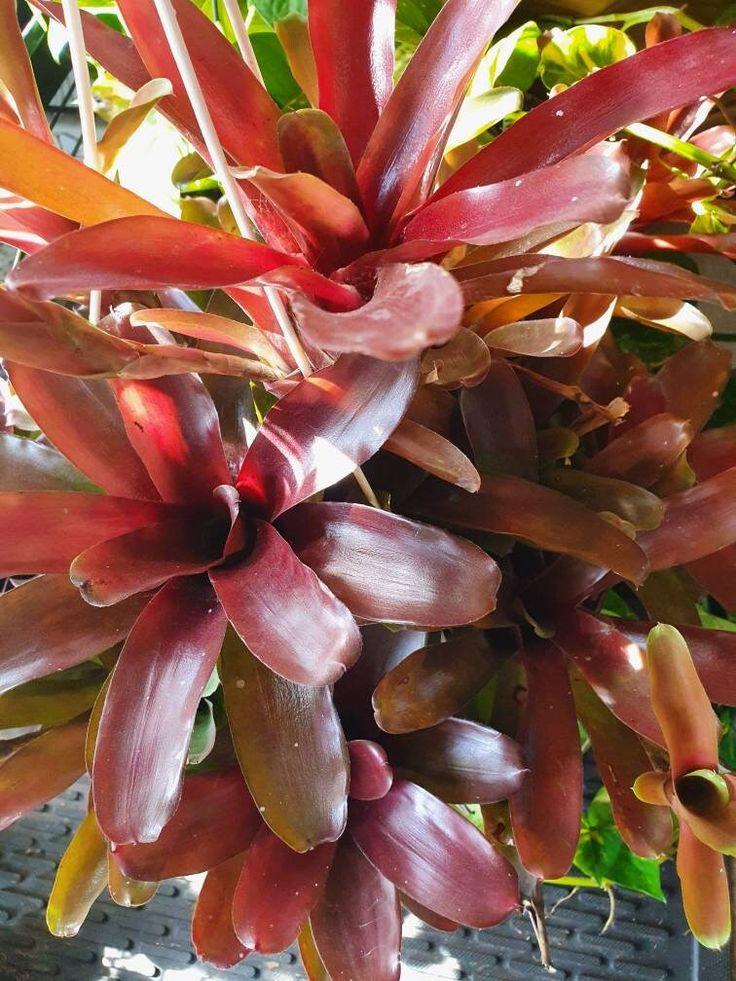 Bromeliad Extra Large Bare Root Assorted - View 12 from www redcrocus com
