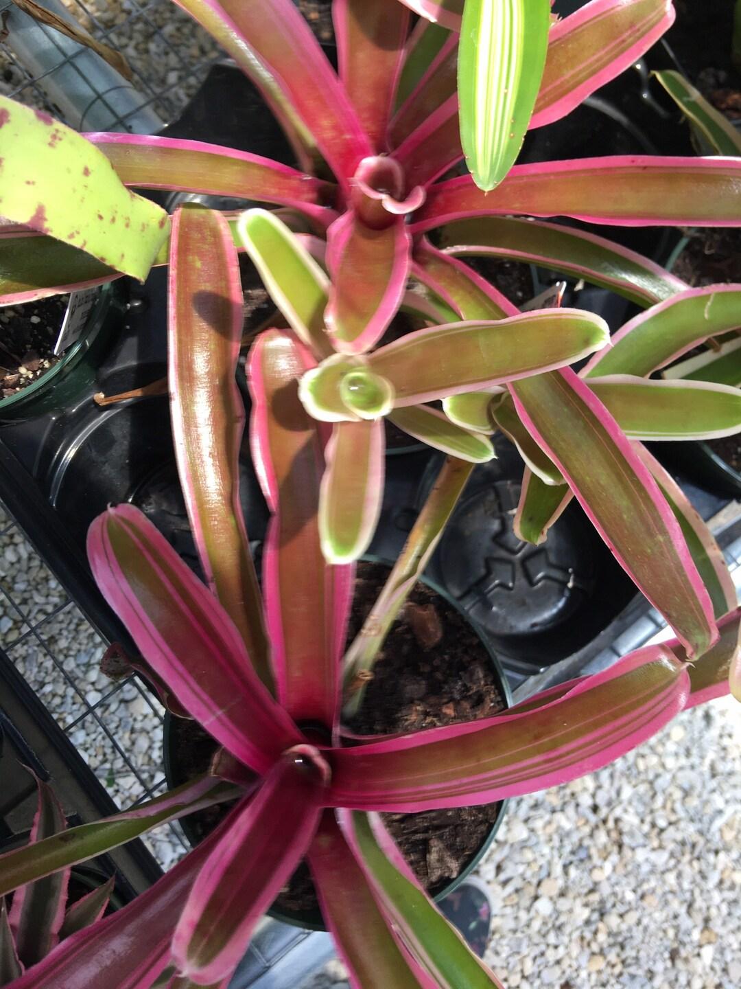 Bromeliad Extra Large Bare Root Assorted - View 13 from www redcrocus com