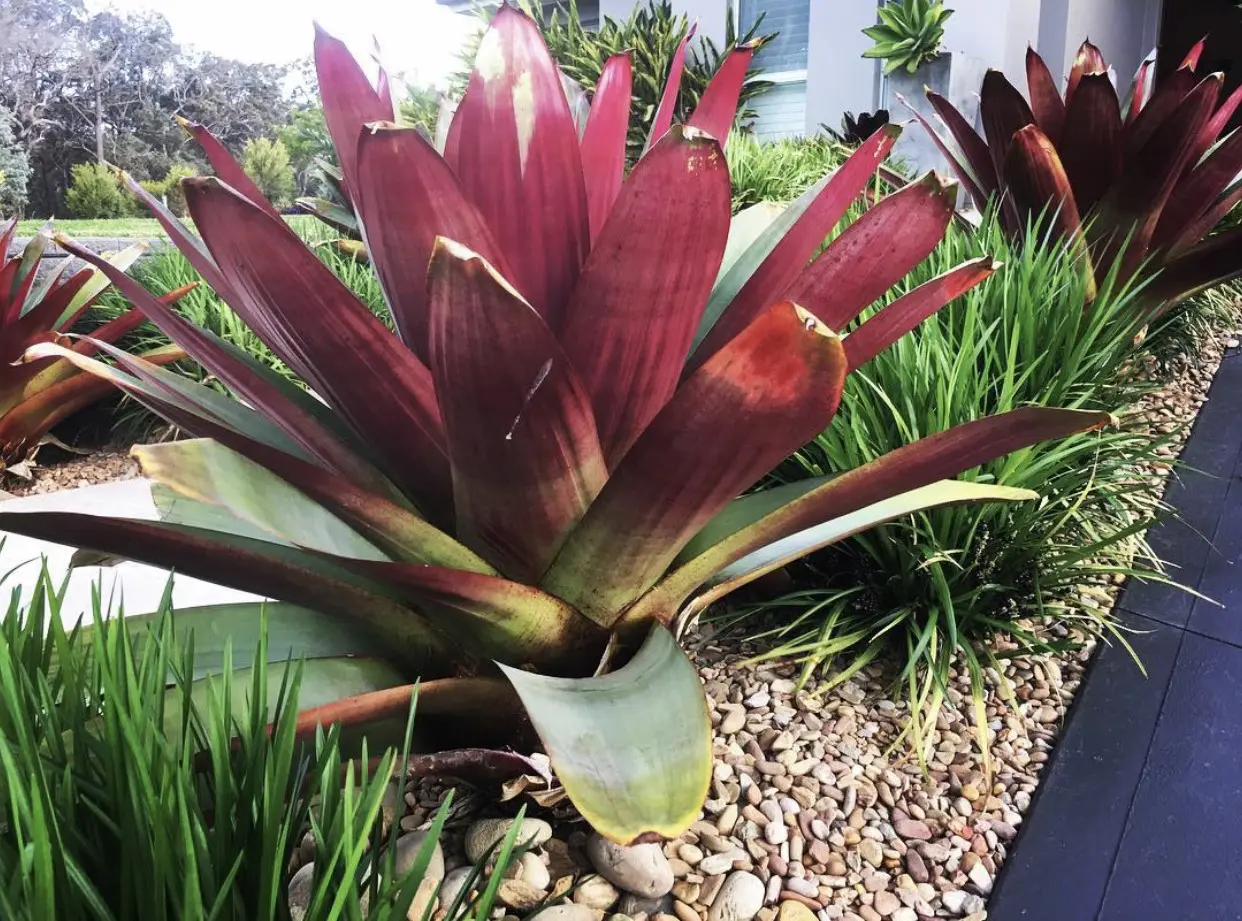 Bromeliad Extra Large Bare Root Assorted - View 14 from www redcrocus com