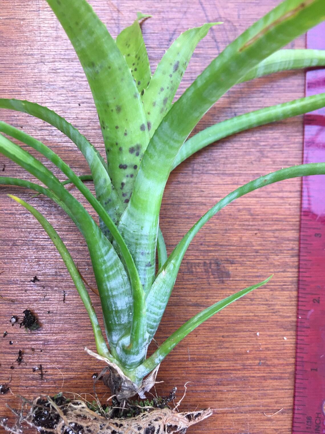 Bromeliad Extra Large Bare Root Assorted - View 15 from www redcrocus com