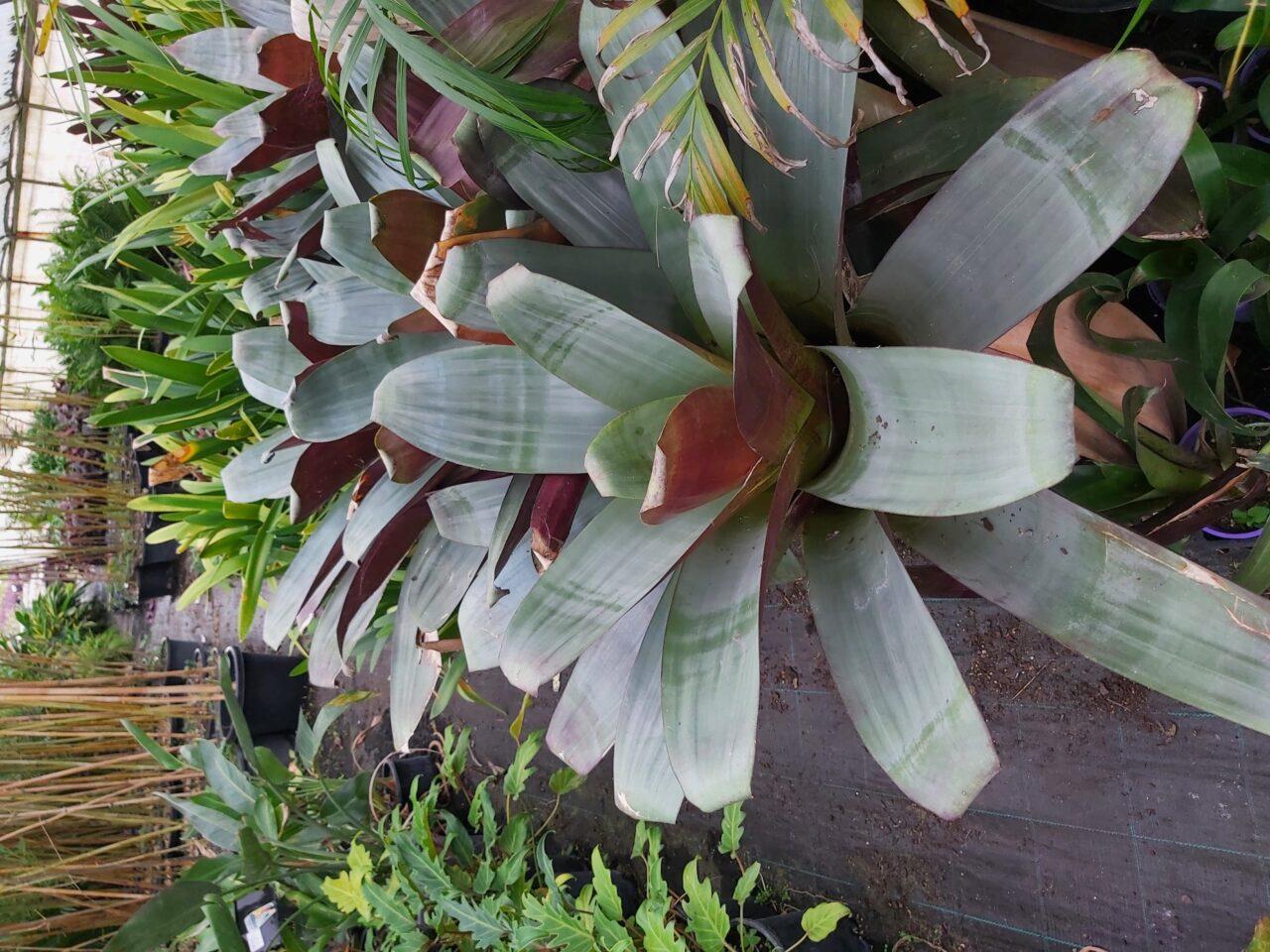 Bromeliad Extra Large Bare Root Assorted - View 16 from www redcrocus com