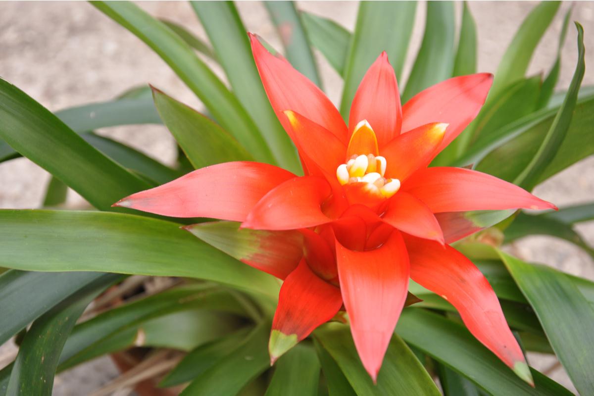 Bromeliad Extra Large Bare Root Assorted - View 18 from www redcrocus com