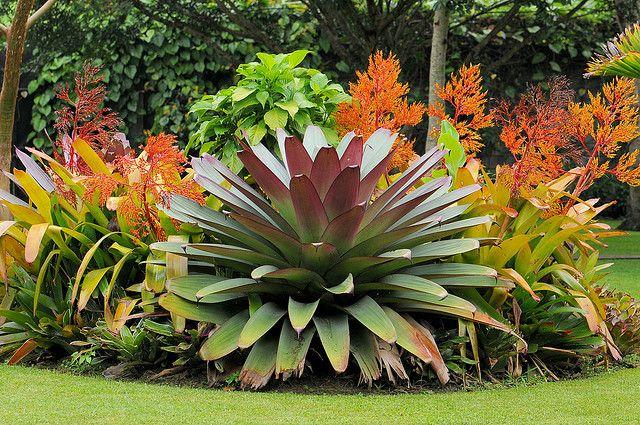 Bromeliad Extra Large Bare Root Assorted - View 19 from www redcrocus com