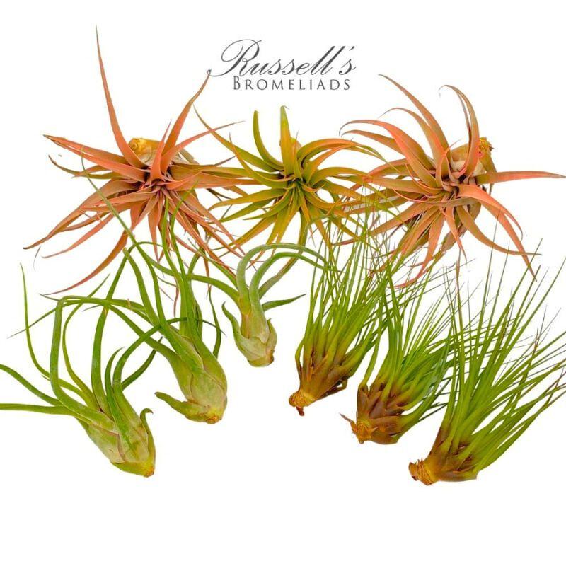 Bromeliad Extra Large Bare Root Assorted - View 20 from www redcrocus com