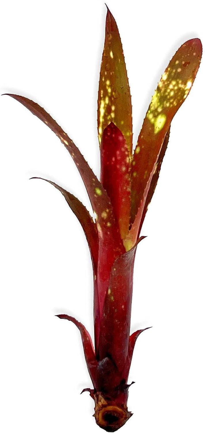 Bromeliad Extra Large Bare Root Assorted - View 3 from www redcrocus com