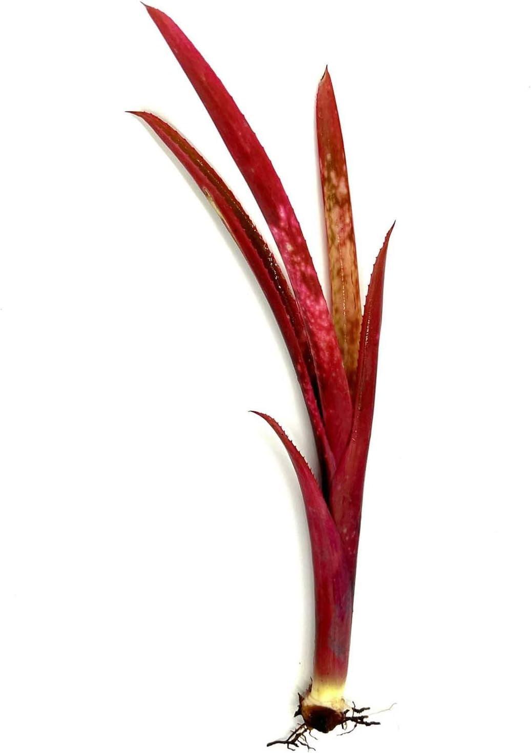 Bromeliad Extra Large Bare Root Assorted - View 8 from www redcrocus com