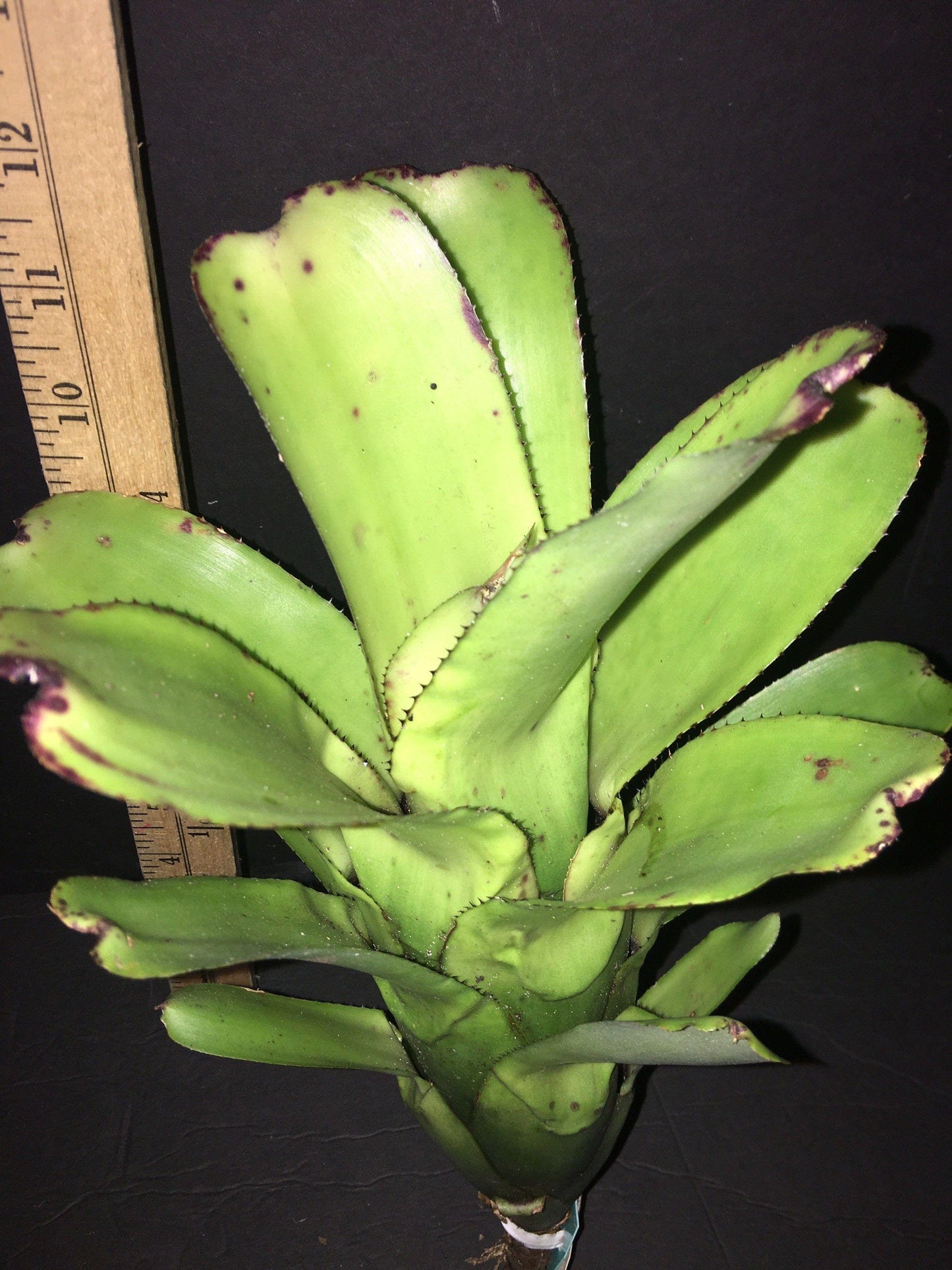 Bromeliad Small Size Bare Root Assorted - View 14 from www redcrocus com