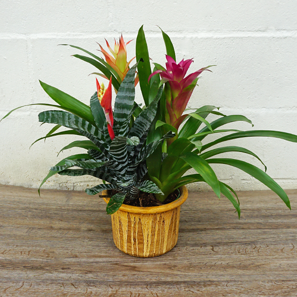 Bromeliad Small Size Bare Root Assorted - View 5 from www redcrocus com