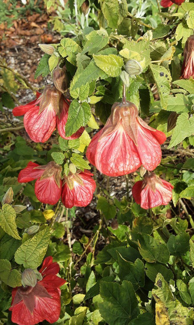 Abutilon Assorted - View 10 from www redcrocus com