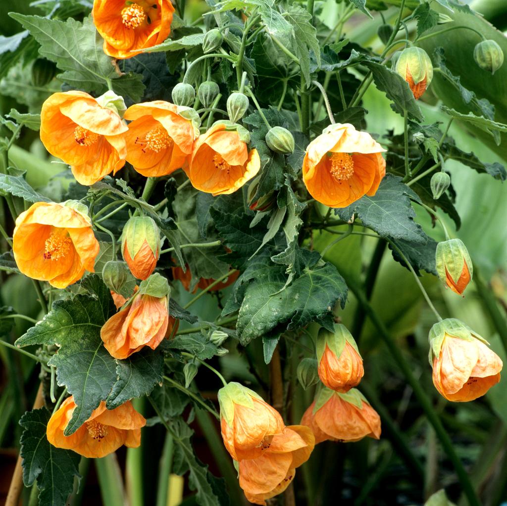 Abutilon Assorted - View 11 from www redcrocus com