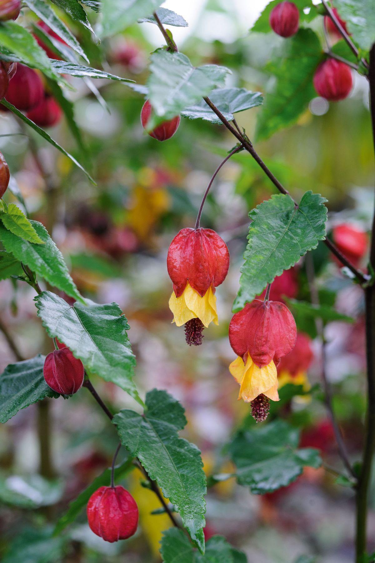 Abutilon Assorted - View 12 from www redcrocus com