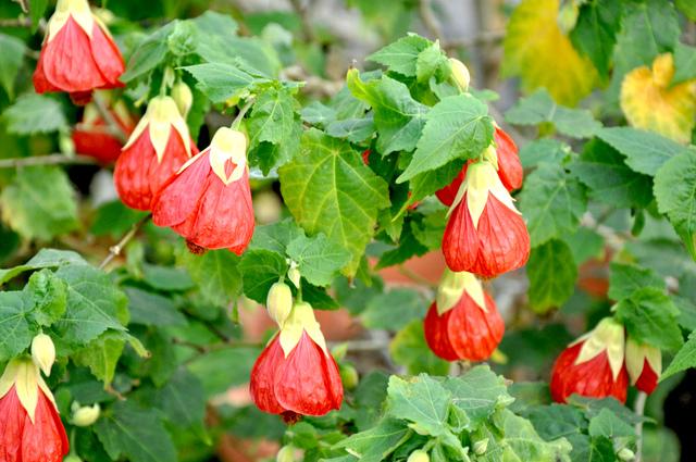Abutilon Assorted - View 13 from www redcrocus com