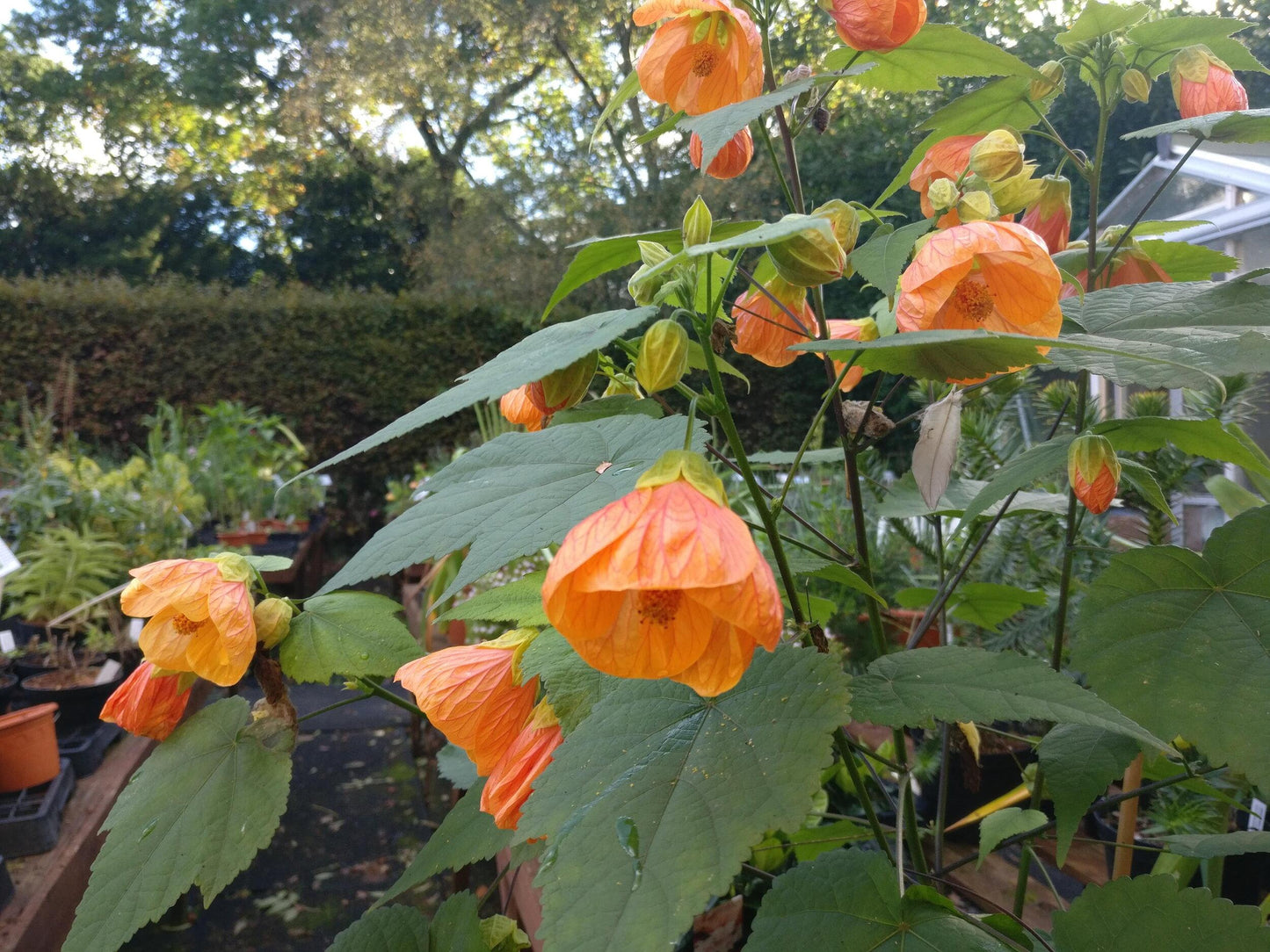 Abutilon Assorted - View 3 from www redcrocus com