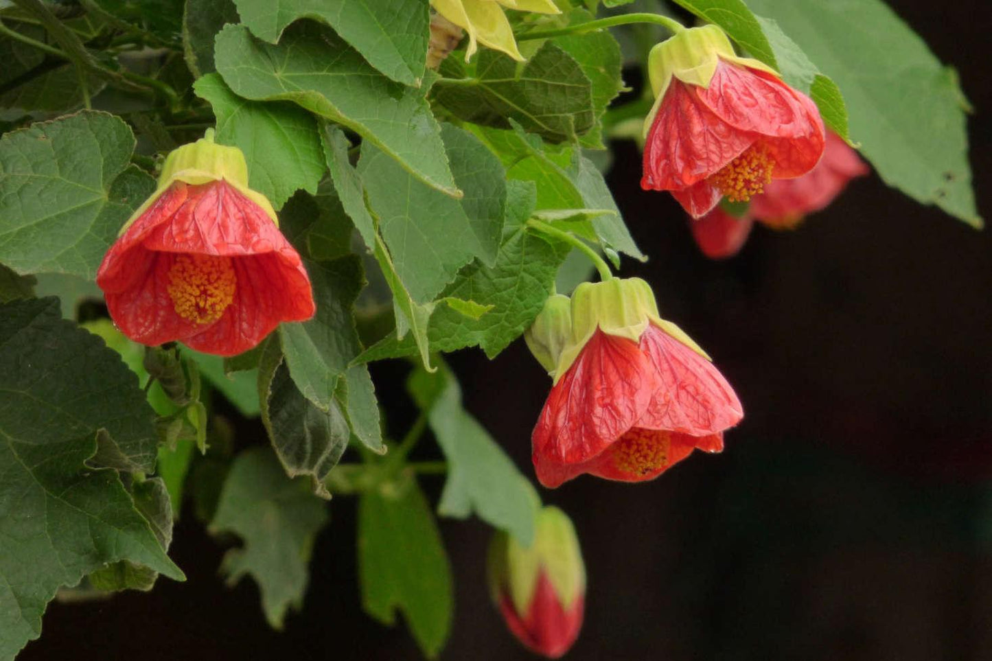 Abutilon Assorted - View 4 from www redcrocus com