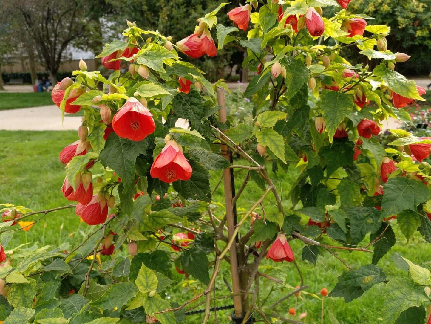 Abutilon Assorted - View 5 from www redcrocus com