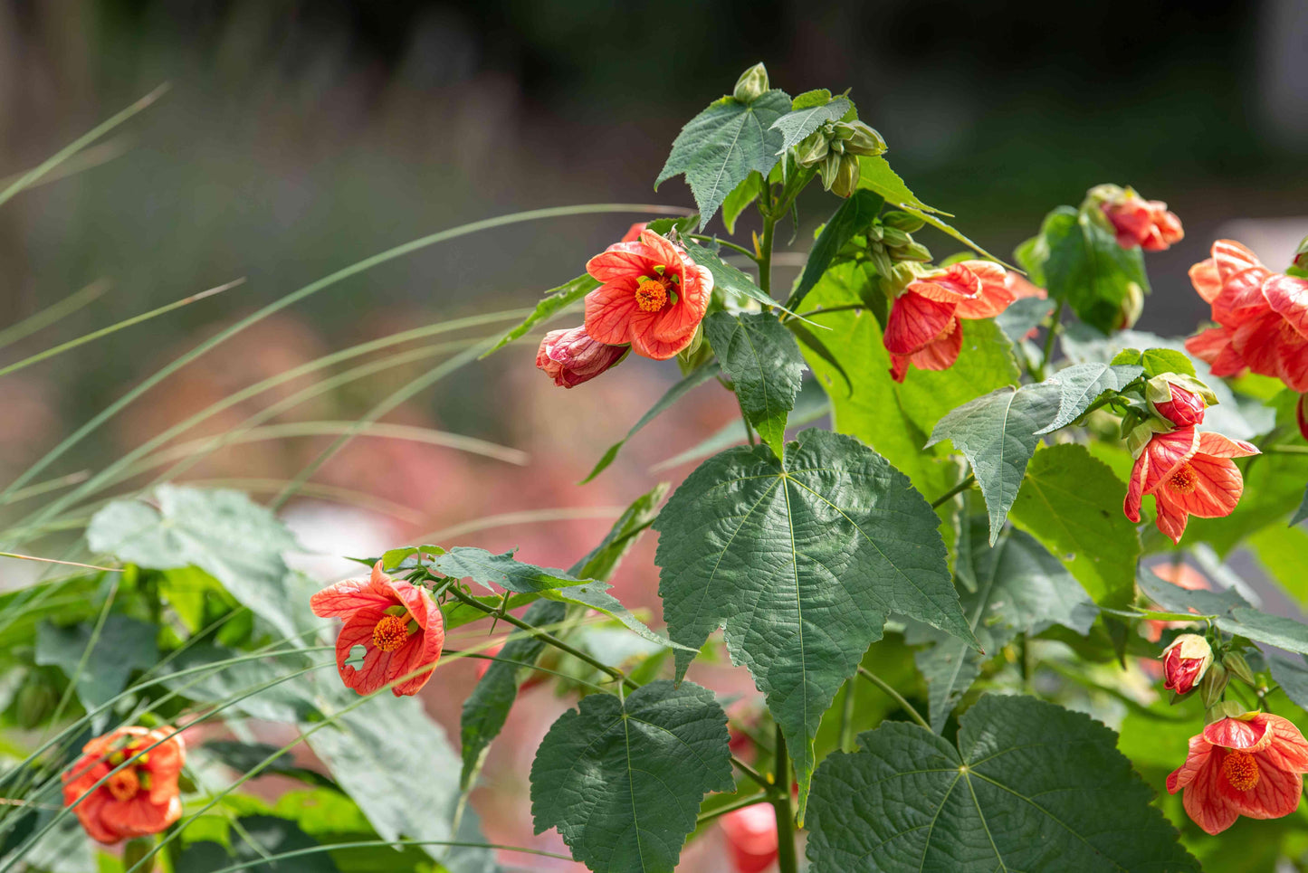 Abutilon Assorted - View 6 from www redcrocus com
