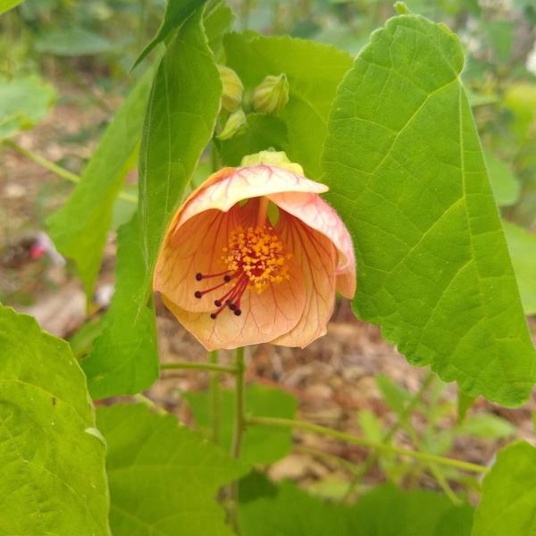 Abutilon Assorted - View 8 from www redcrocus com