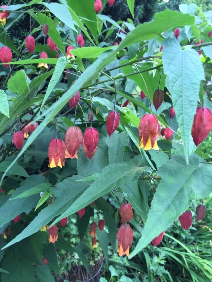 Abutilon Assorted - View 9 from www redcrocus com