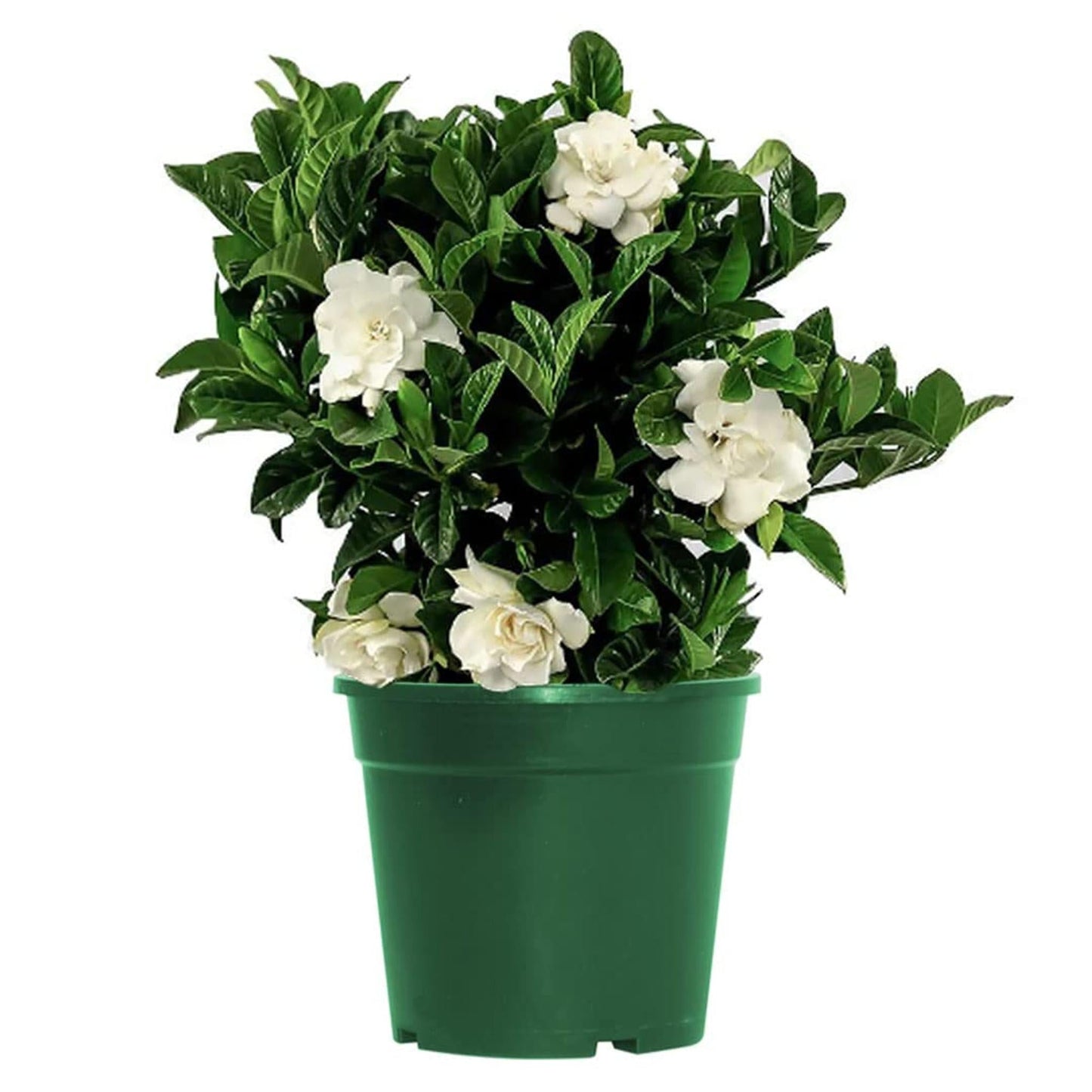 Gardenia Assorted - View 8 from www redcrocus com