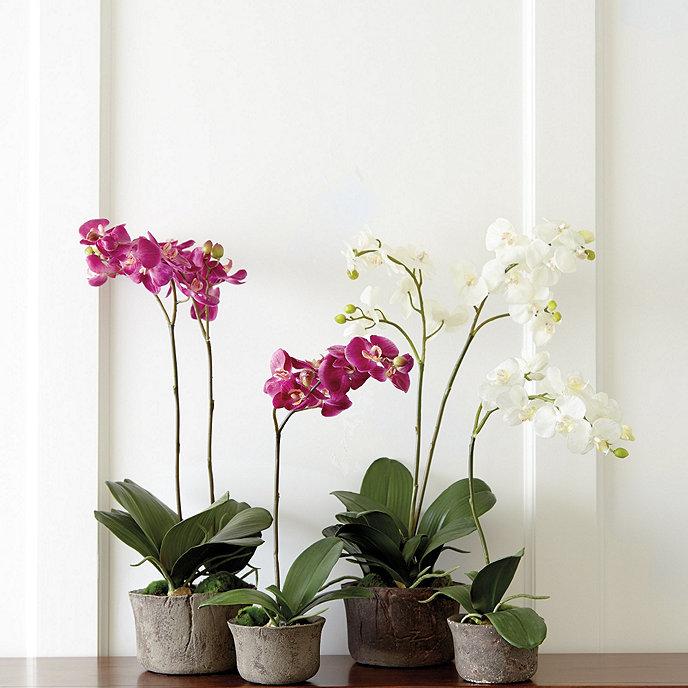 Phalaenopsis Orchid Assorted Decorative Pot - View 14 from www redcrocus com