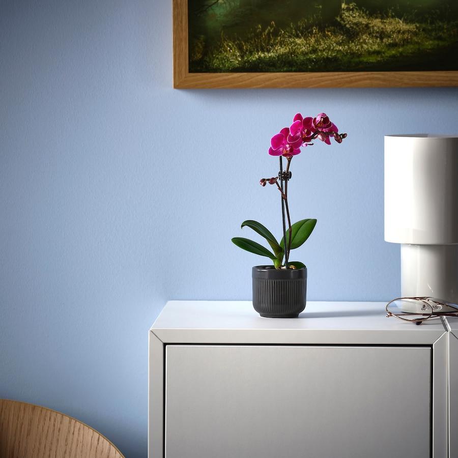 Phalaenopsis Orchid Assorted Decorative Pot - View 16 from www redcrocus com