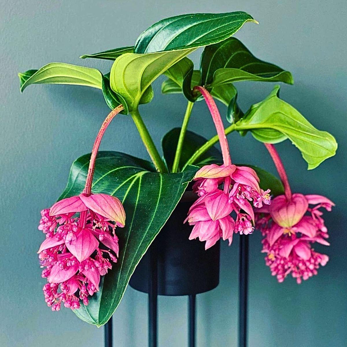 Medinilla, Assorted - View 10 from www redcrocus com