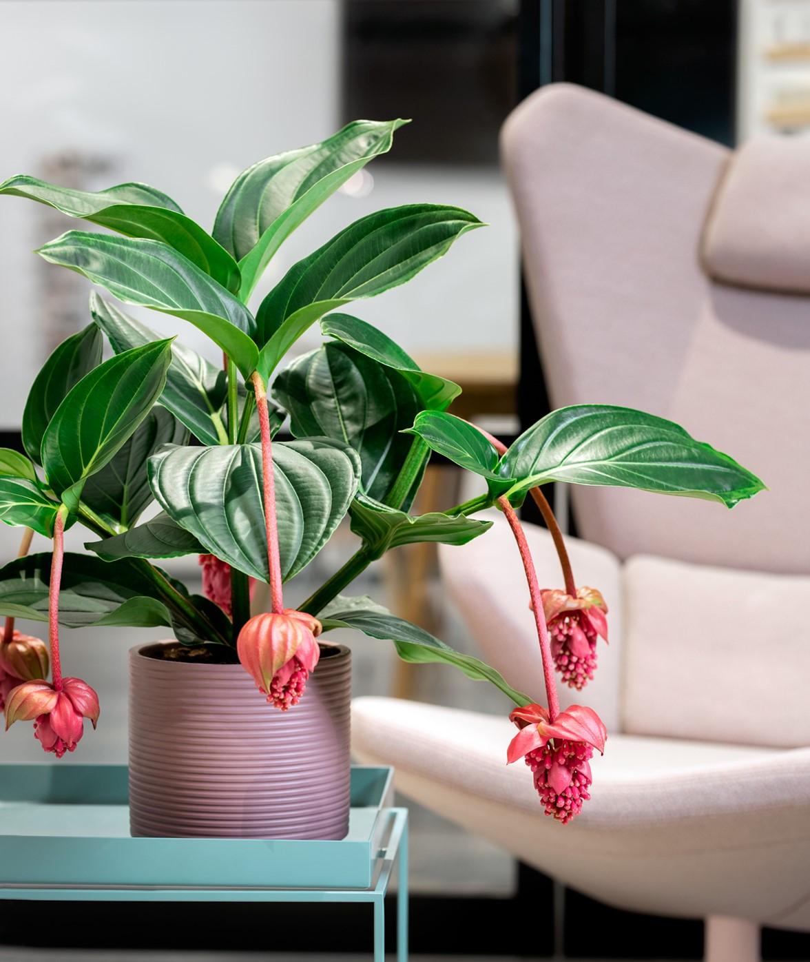 Medinilla, Assorted - View 12 from www redcrocus com