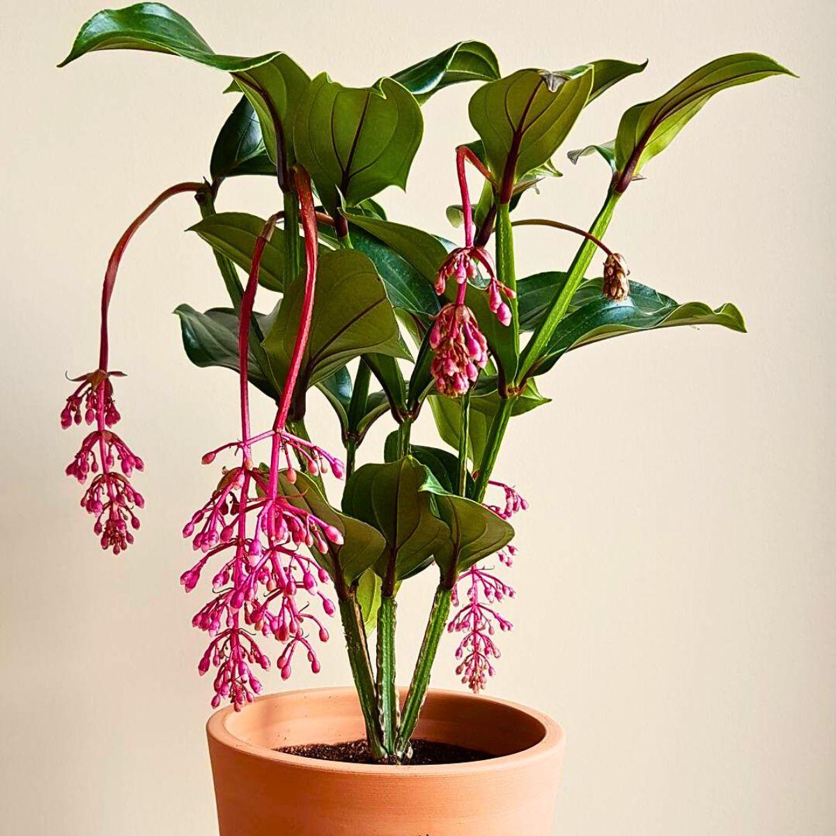 Medinilla, Assorted - View 13 from www redcrocus com
