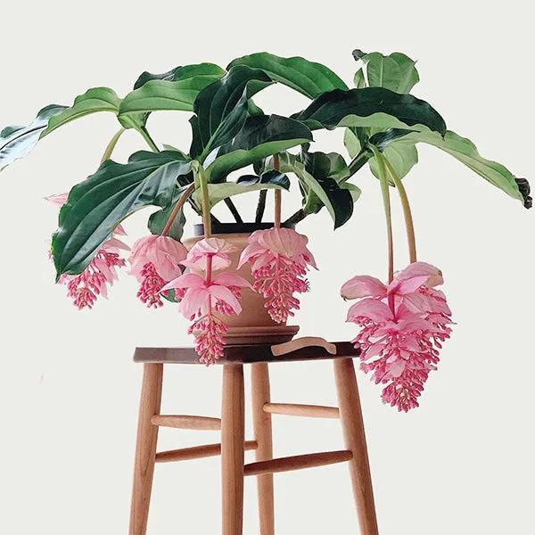 Medinilla, Assorted - View 14 from www redcrocus com