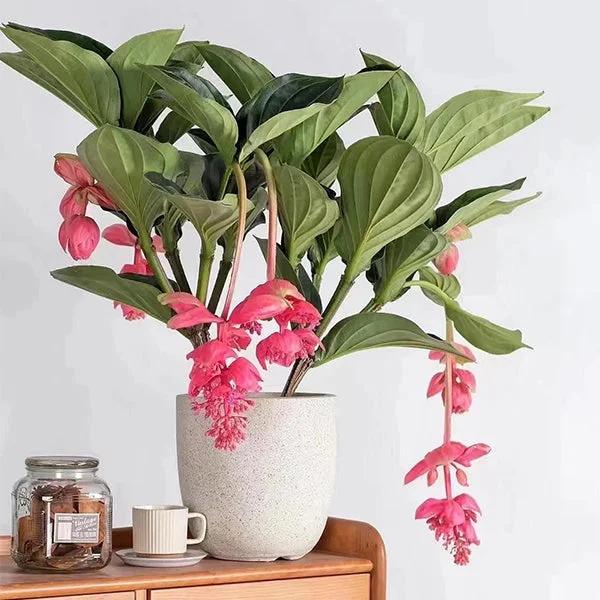 Medinilla, Assorted - View 15 from www redcrocus com
