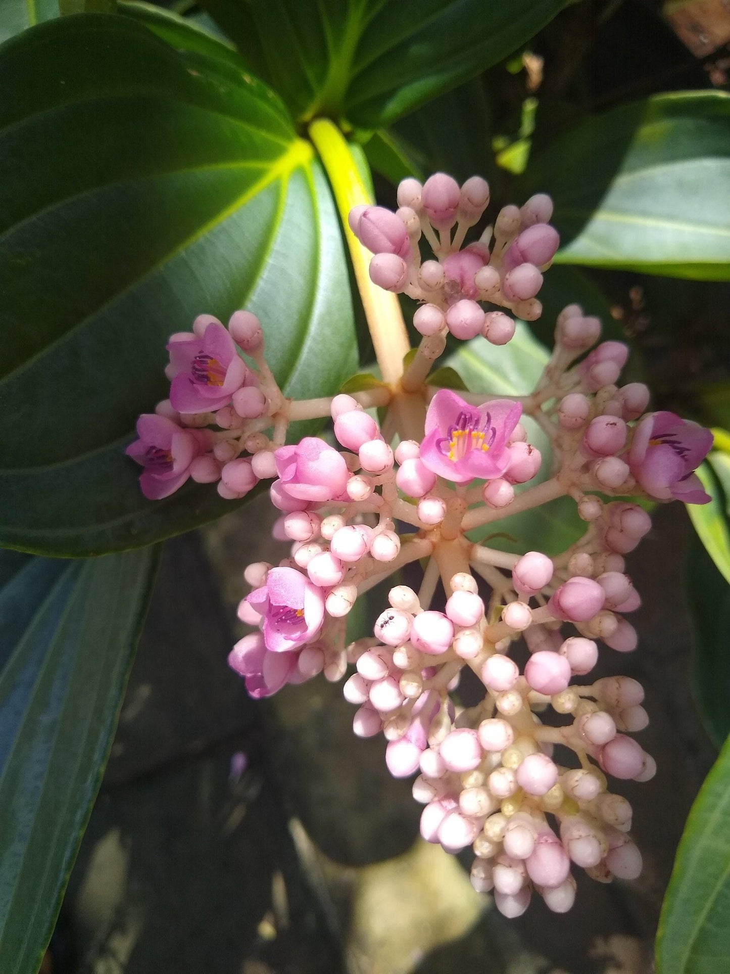 Medinilla, Assorted - View 17 from www redcrocus com