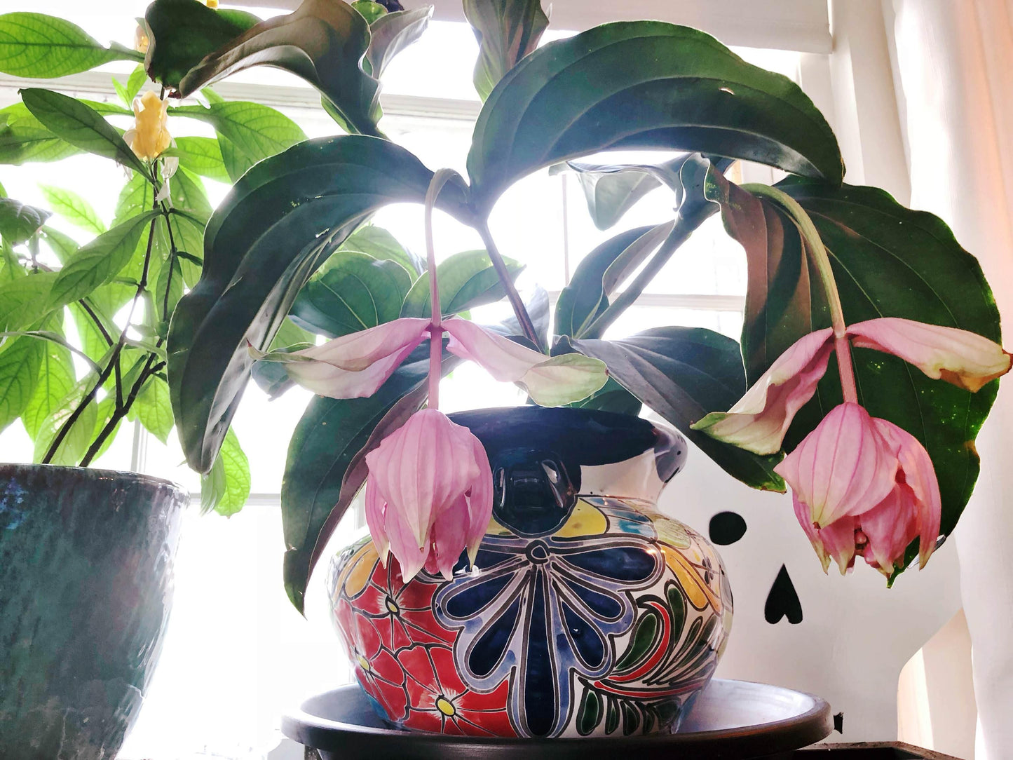 Medinilla, Assorted - View 18 from www redcrocus com