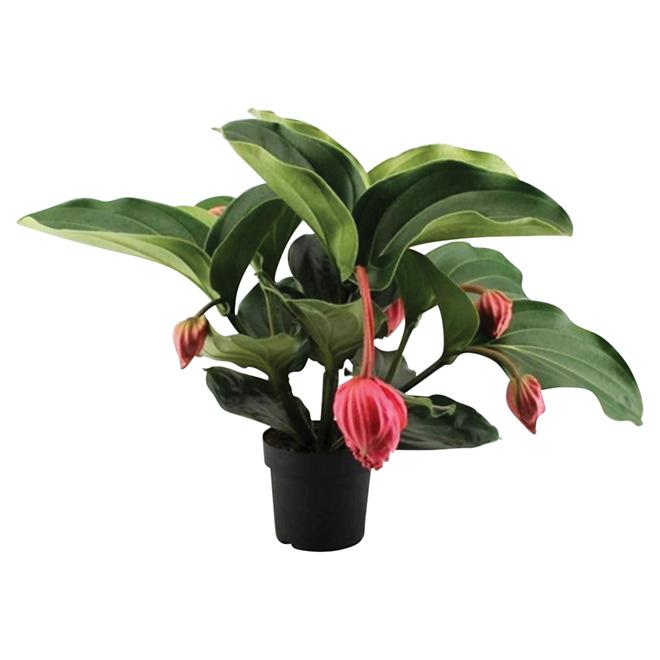 Medinilla, Assorted - View 3 from www redcrocus com