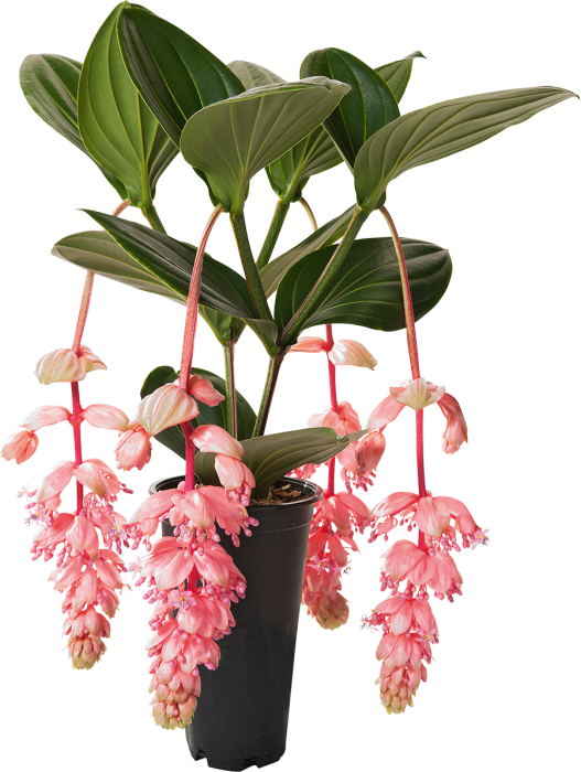 Medinilla, Assorted - View 5 from www redcrocus com