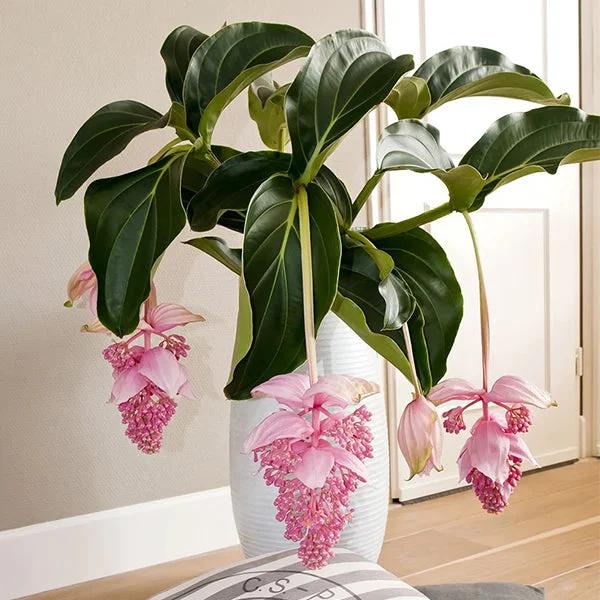 Medinilla, Assorted - View 6 from www redcrocus com