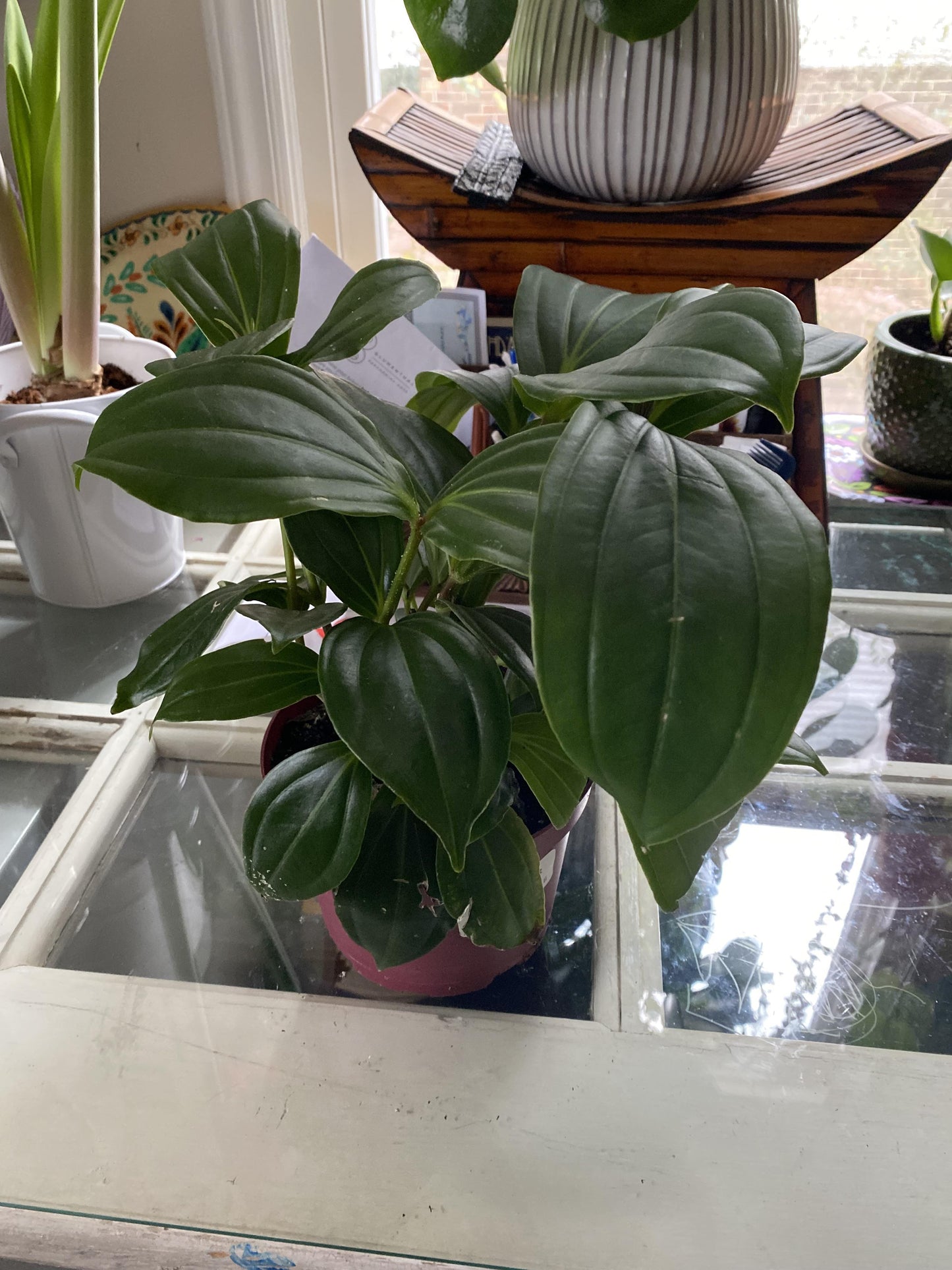 Medinilla, Assorted - View 7 from www redcrocus com