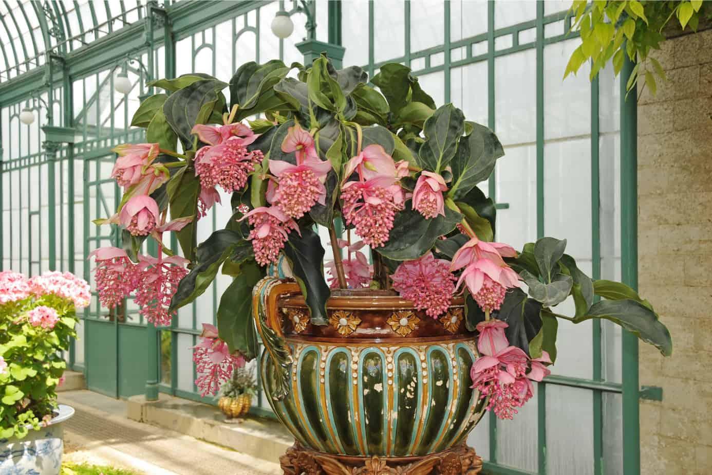 Medinilla, Assorted - View 9 from www redcrocus com