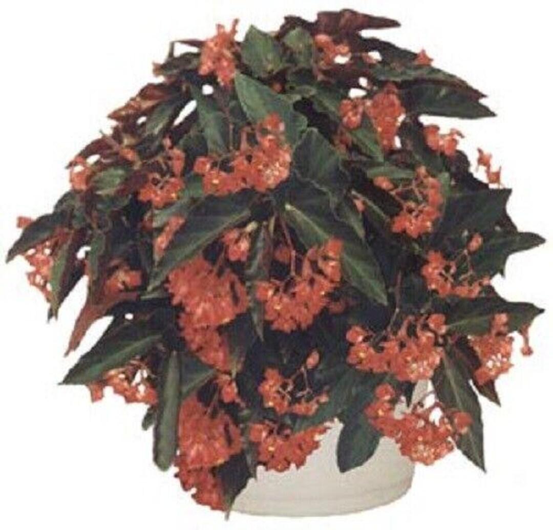 Begonia Torch - View 10 from www redcrocus com