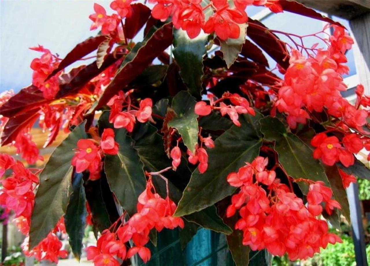Begonia Torch - View 5 from www redcrocus com