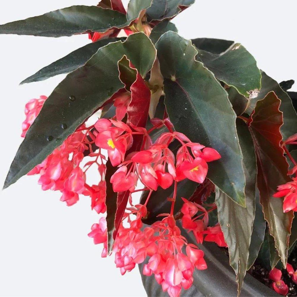Begonia Torch - View 8 from www redcrocus com