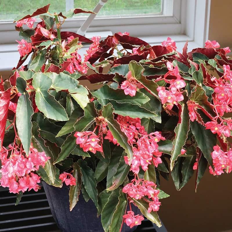 Begonia 'torch' - View 11 from www redcrocus com